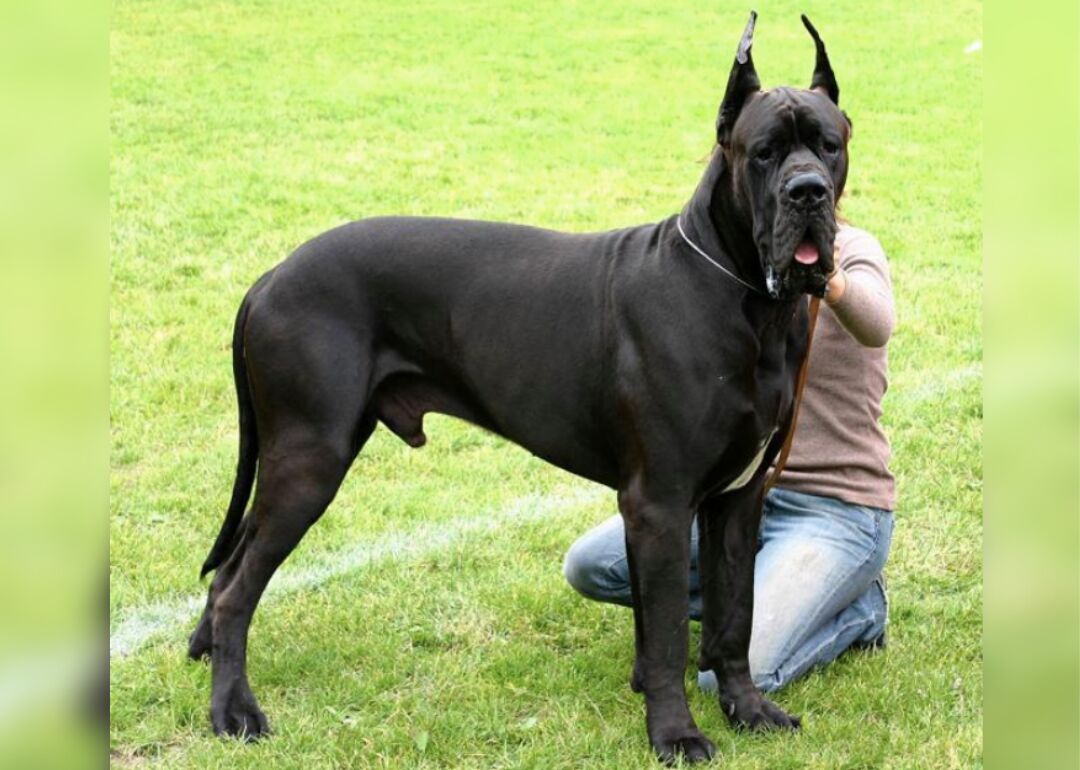 #32. Great Dane (tie)